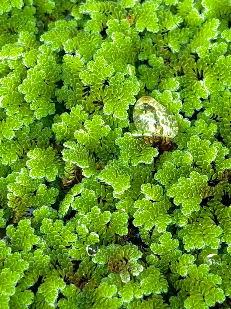 Azolla close up